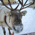 Rentier in Finnland