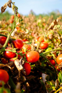 Zu Besuch bei dem Tomatenhersteller Mutti Parma.